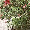 Lonicera x heckrottii, habit
