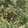 Lonicera x heckrottii, habit