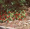 Lonicera x heckrottii, habit