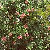Lonicera x heckrottii, habit