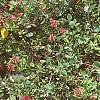 Lonicera x heckrottii, habit