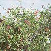 Lonicera x heckrottii, habit