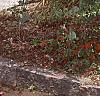 Lonicera x heckrottii, habit