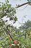 Lonicera x heckrottii, habit