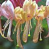 Lonicera x heckrottii, flowers