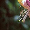 Lonicera x heckrottii, flowers