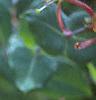 Lonicera x heckrottii, flowers
