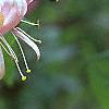 Lonicera x heckrottii, flowers