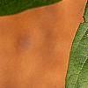 Lonicera involucrata, leaves