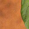 Lonicera involucrata, leaves