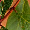 Lonicera involucrata, leaves