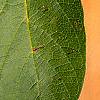 Lonicera involucrata, leaves