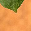 Lonicera involucrata, leaves