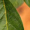 Lonicera involucrata, leaves