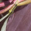 Lonicera japonica, buds