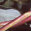 Lonicera japonica, buds