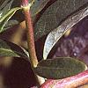 Lonicera japonica, buds