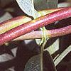 Lonicera japonica, buds