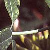 Lonicera japonica, buds