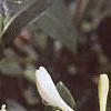 Lonicera japonica, flowers