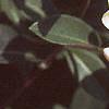 Lonicera japonica, flowers