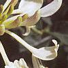 Lonicera japonica, flowers