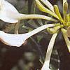 Lonicera japonica, flowers