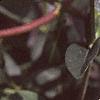 Lonicera japonica, flowers