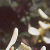 Lonicera japonica, flowers