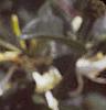 Lonicera japonica, flowers