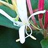 Lonicera japonica 'Purpurea', flowers