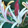 Lonicera japonica 'Purpurea', flowers