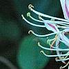 Lonicera japonica 'Purpurea', flowers