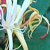 Lonicera japonica 'Purpurea', flowers