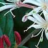 Lonicera japonica 'Purpurea', flowers