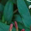 Lonicera japonica 'Purpurea', flowers