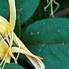 Lonicera japonica 'Purpurea', flowers