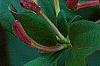 Lonicera japonica 'Purpurea', flowers