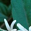 Lonicera japonica 'Purpurea', flowers