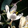 Lonicera korolkowii, flowers