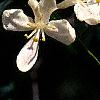 Lonicera korolkowii, flowers