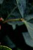 Lonicera korolkowii, flowers