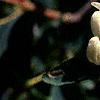 Lonicera korolkowii, flowers