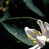 Lonicera korolkowii, flowers