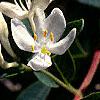 Lonicera korolkowii, flowers
