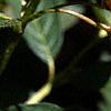 Lonicera involucrata var. ledebourii, flowers