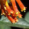 Lonicera involucrata var. ledebourii, flowers