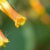 Lonicera involucrata var. ledebourii, flowers