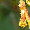Lonicera involucrata var. ledebourii, flowers
