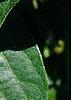 Lonicera maackii, leaves